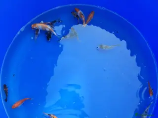 Koi Carp fish Koi for sale - Advert 12