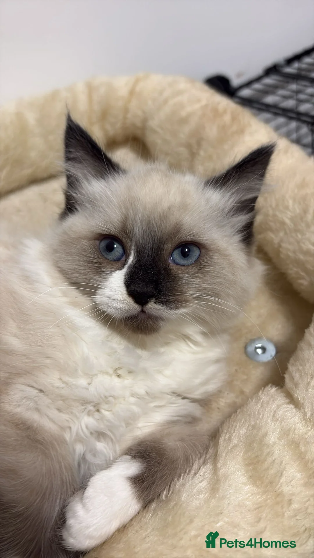 Ragdoll cats for sale: X3 Beautiful Ragdoll Kittens - Ready to leave 🐱 - Advert 15