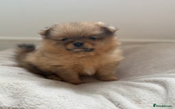 Pomeranian dogs for sale: Female Pom Puppy - Image 3