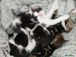 Bengal cats 8 week old Snow Lynx Bengal cross kittens - Advert 9