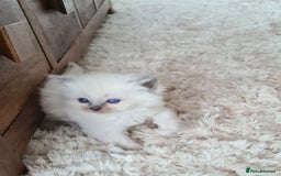 Ragdoll cats for sale: Blue Point and Seal Point Ragdoll kittens  - Image 2