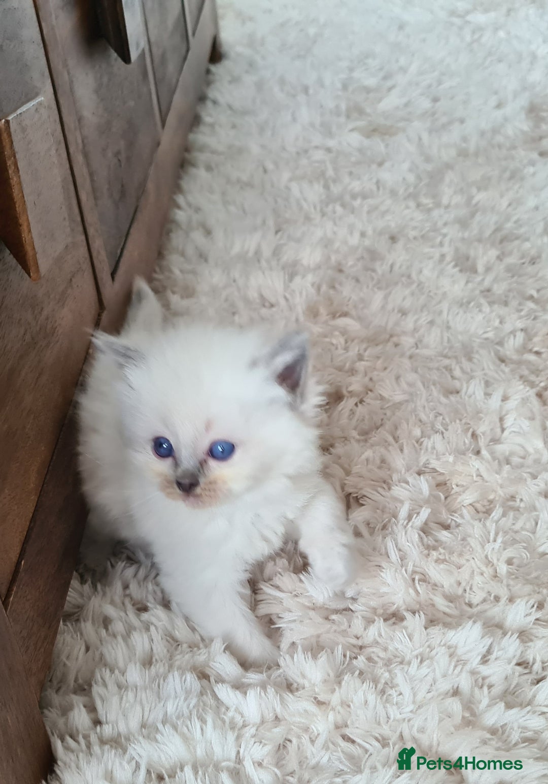 Ragdoll cats for sale: Blue Point and Seal Point Ragdoll kittens  - Image 2