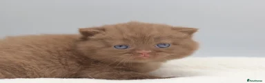 British Shorthair 5