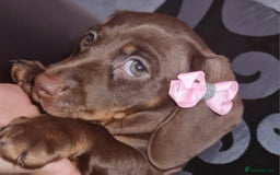Miniature Dachshund dogs for sale: 💜 STUNNING MINIATURE CHOCOLATE Dachshunds💜 - Image 5