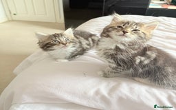 Ragdoll cats for sale: Ragdoll and Russian blue mix  - Image 10