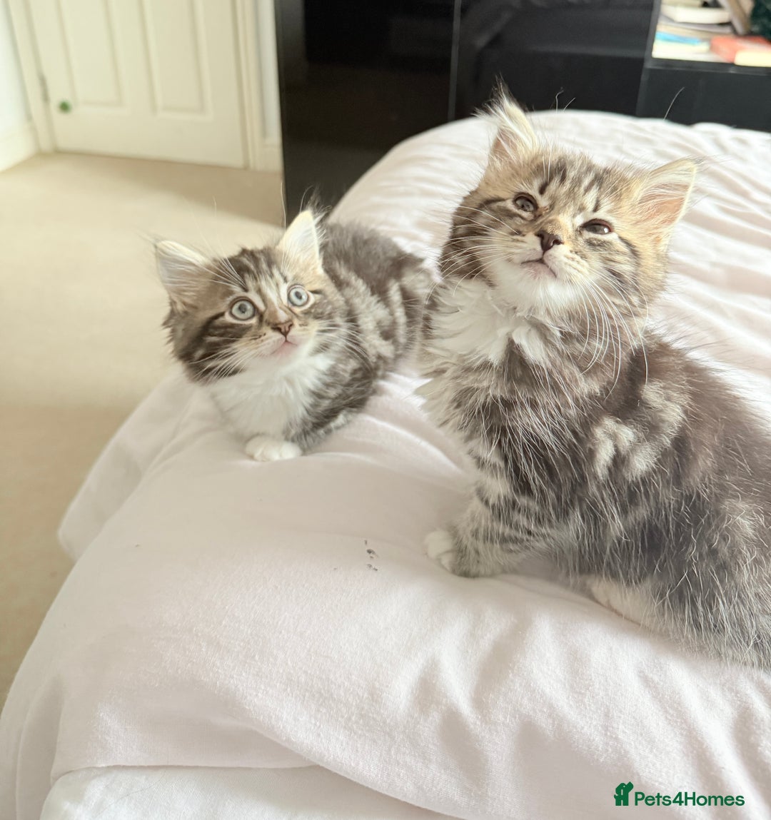 Ragdoll cats for sale: Ragdoll and Russian blue mix  - Image 10