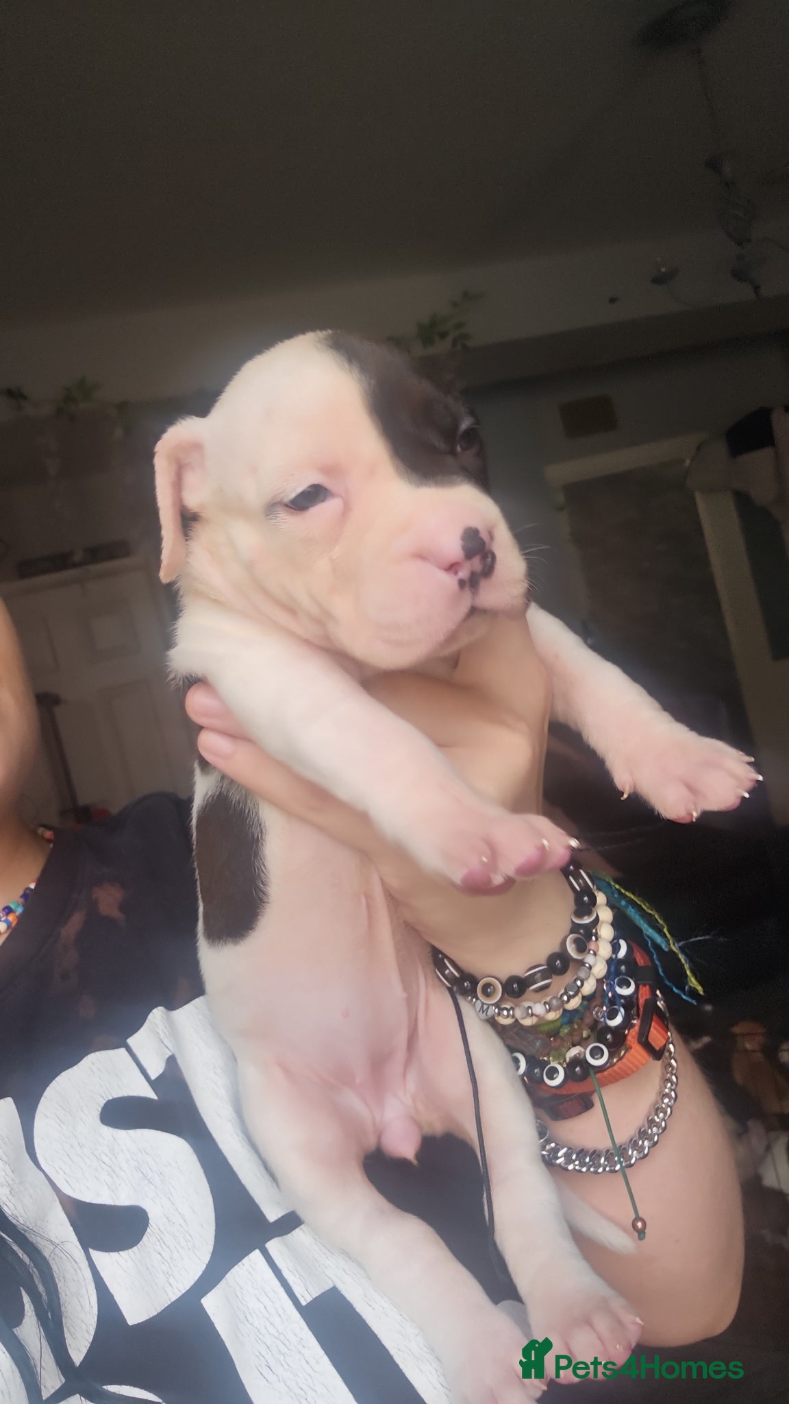 Mixed Breed dogs Bullpei x American bulldog pups - Advert 18