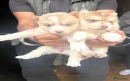 Pomsky dogs for sale: Stunning F4 Pomskies - Image 8