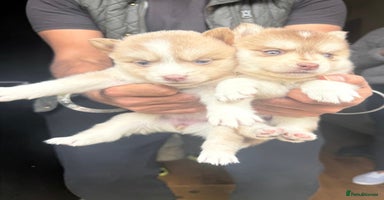 Pomsky dogs - Advert 9