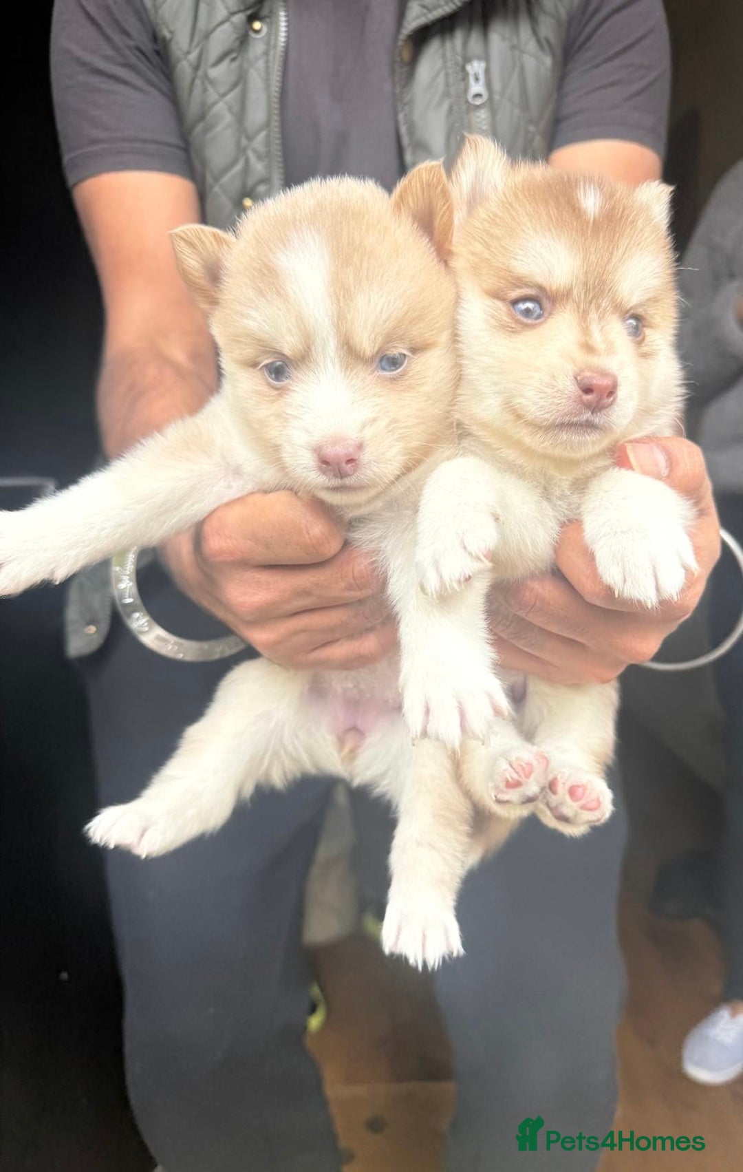 Pomsky dogs for sale: Stunning F4 Pomskies - Image 8