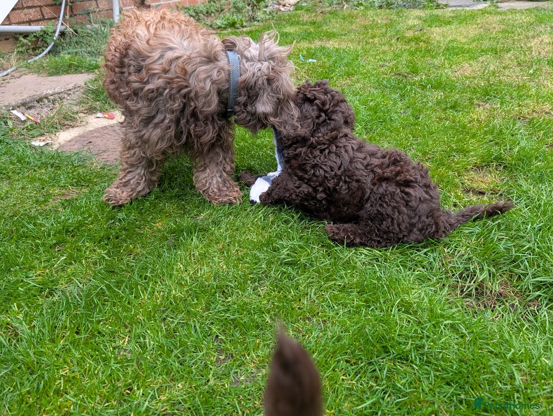 Labradoodle dogs for sale: Mini Chocolate Labradoodle DNA checked  - Image 6