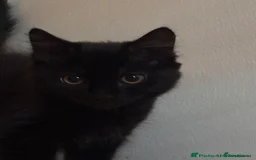 Mixed Breed cats for sale: £30 Three adorable kittens ready immediately  - Image 15