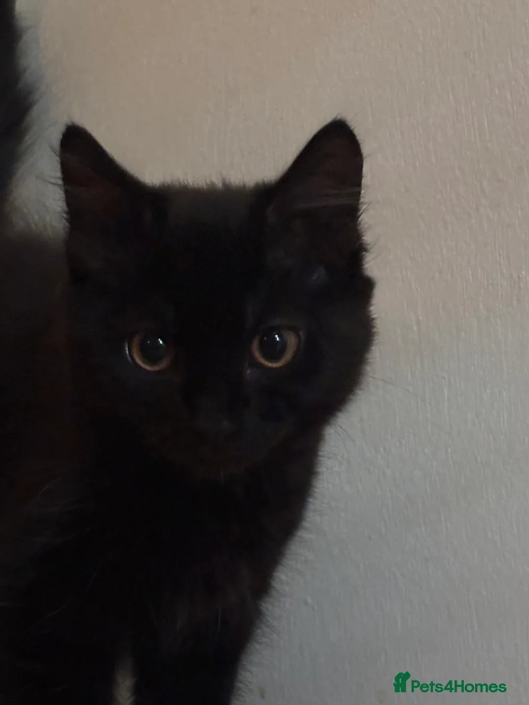 Mixed Breed cats for sale: £30 Three adorable kittens ready immediately  - Image 15