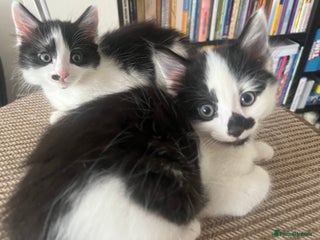 Mixed Breed cats - Advert 36