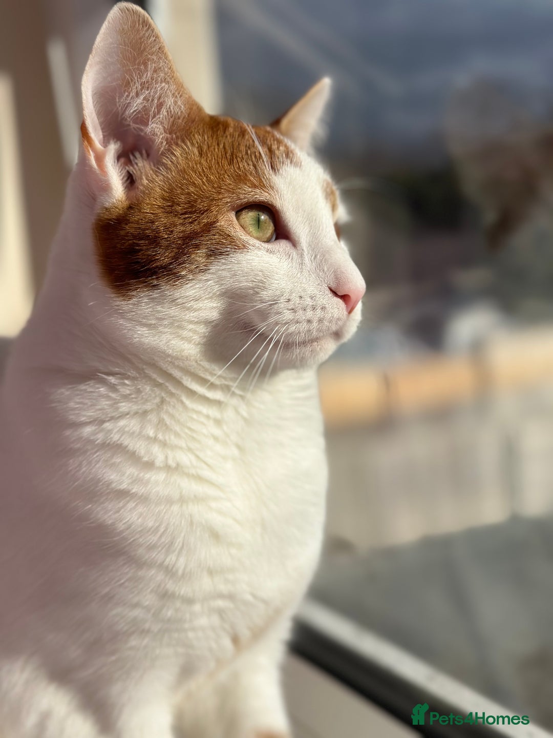 Domestic Shorthair cats for sale: Ready for adoption  - Image 4