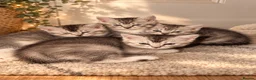 Mixed Breed cats for sale: Grey and white kittens 🫶🏻 - Advert 3