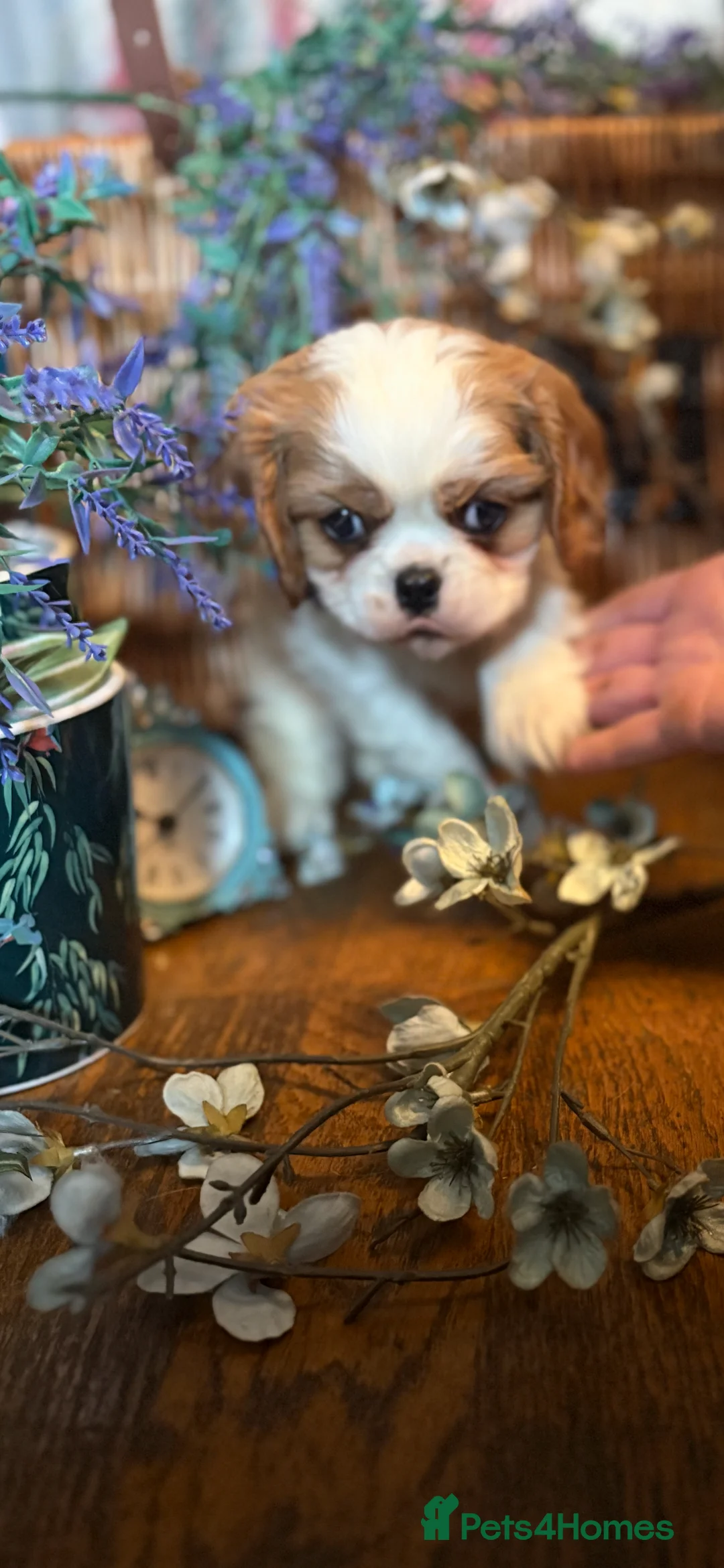 Cavalier King Charles Spaniel dogs for sale: KC PEDIGREE CAVALIER KING CHARLES - Advert 14