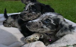 Cocker Spaniel dogs for sale: 3 beautiful working cocker spaniel puppies  - Image 6