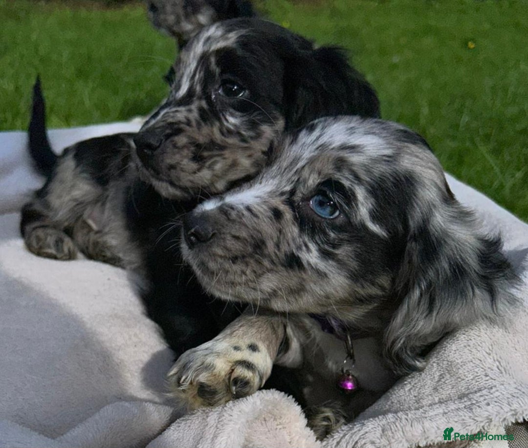 Cocker Spaniel dogs for sale: 3 beautiful working cocker spaniel puppies  - Image 6