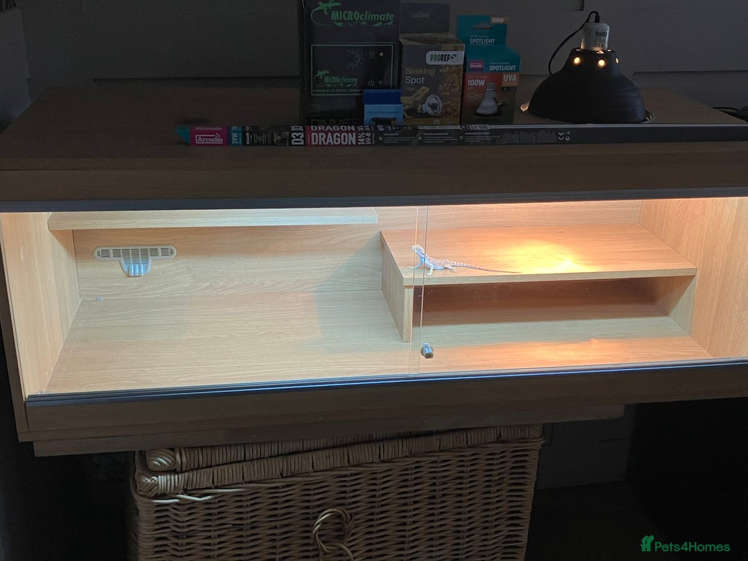 Bearded Dragon reptiles for sale: Bearded Dragon Vivarium Setup Kit in Downham Market - Image 5