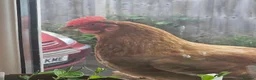 Chickens poultry for sale: 3 Warren Chickens - Advert 11
