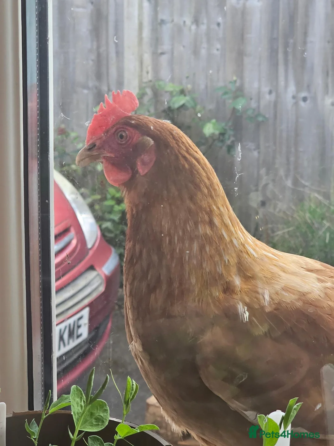 Chickens poultry for sale: 3 Warren Chickens - Advert 11