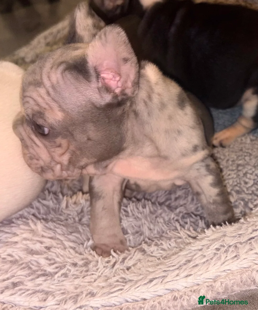 French Bulldog dogs for sale: Beautiful well loved babies  - Advert 2