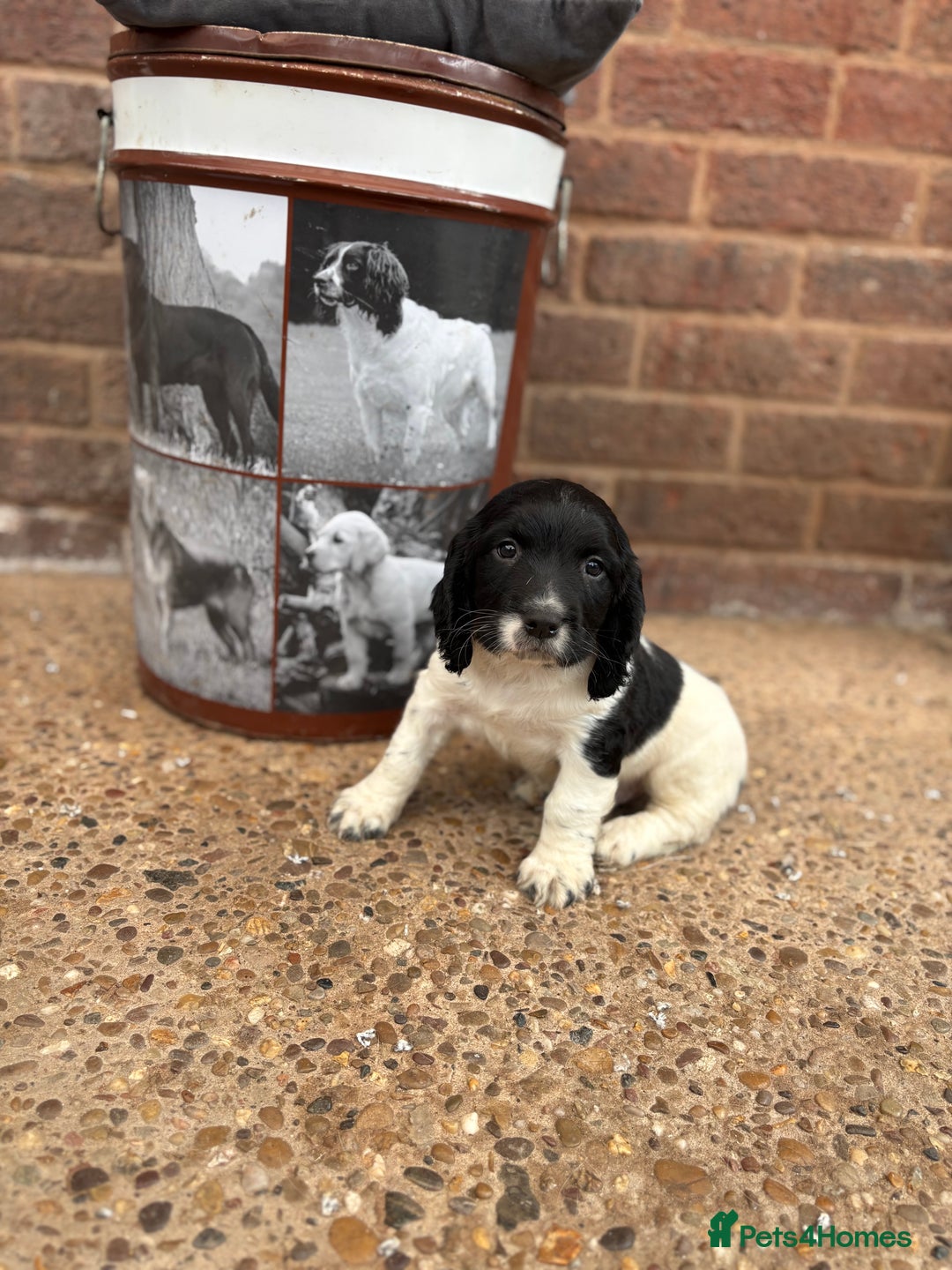English Springer Spaniel dogs for sale: English springer spaniel working puppies  - Image 5