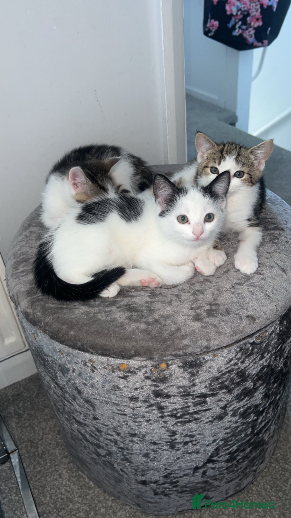 Mixed Breed cats 3 female kittens  - Advert 1