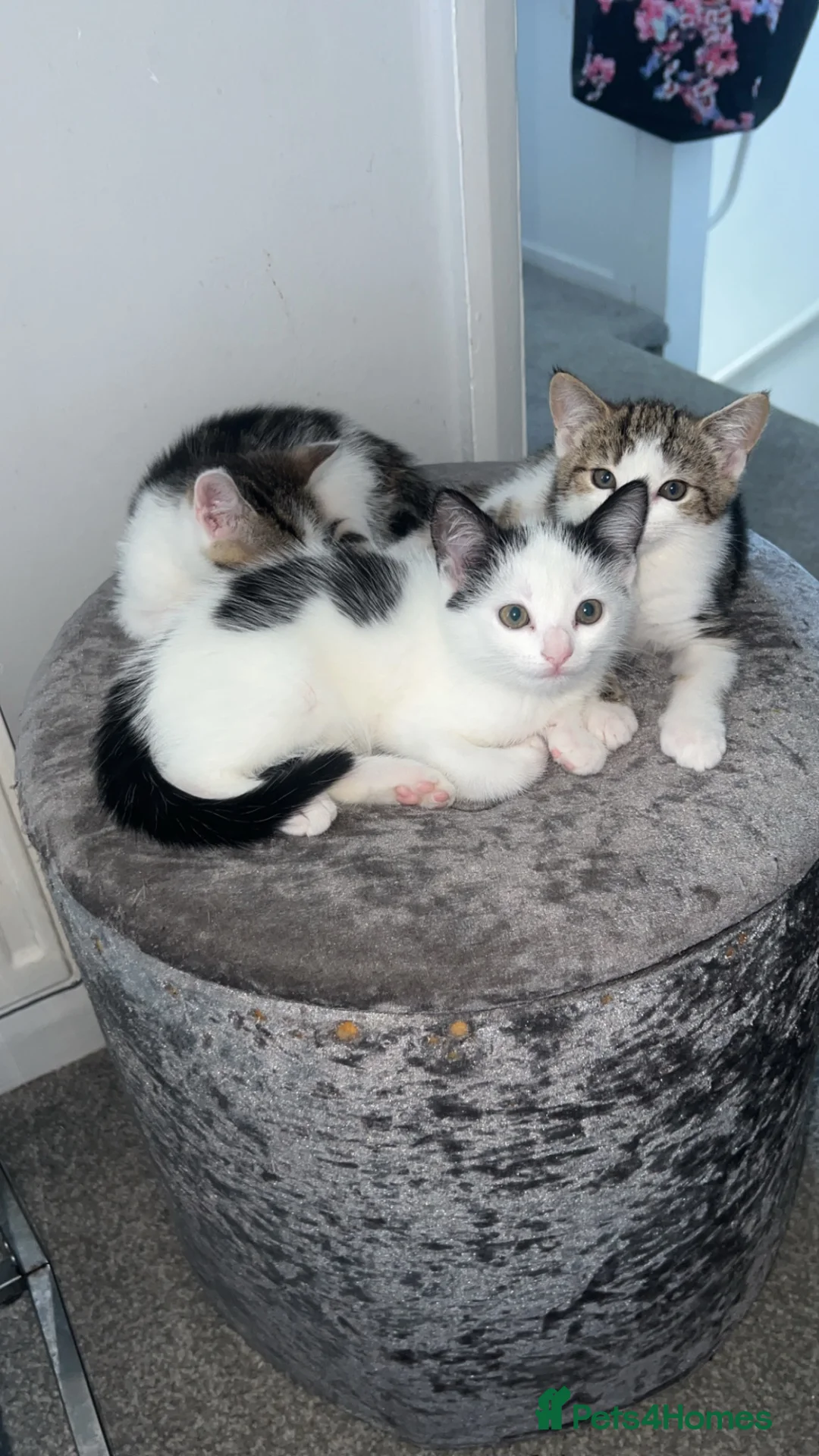 Mixed Breed cats for sale: 3 female kittens  - Advert 1