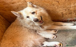 German Shepherd dogs for sale: German Shepherd puppies  - Advert 1