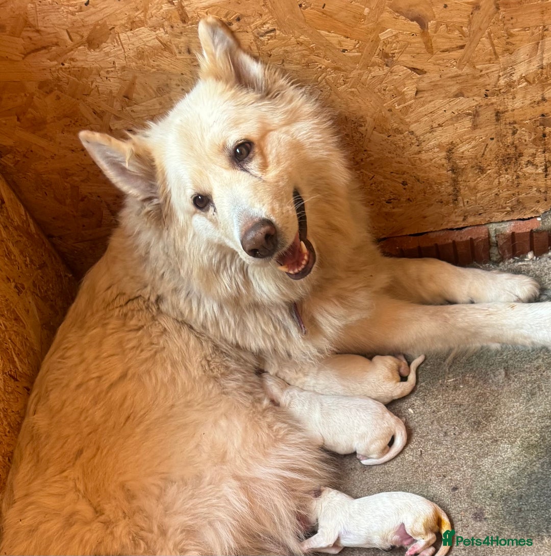 German Shepherd dogs for sale: German Shepherd puppies  - Advert 1