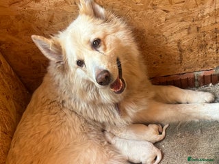 German Shepherd dogs for sale: German Shepherd puppies - Advert 1