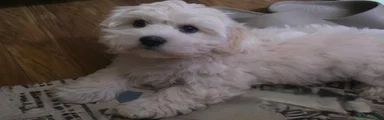 Bichon Frise Puppy 2