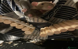 Rat rodents for sale: Two Male Rats - Image 1