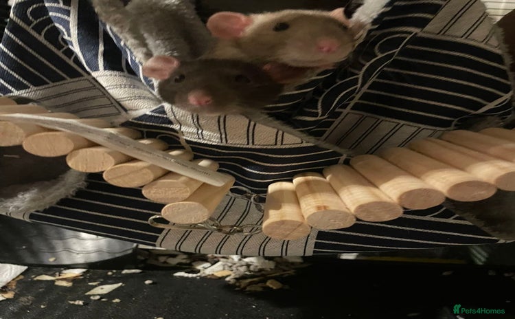 Rat rodents - Advert 7