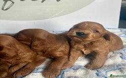 Cockapoo dogs for sale: 🌟 Quality F1 Cockapoo puppies 🌟 - Image 6