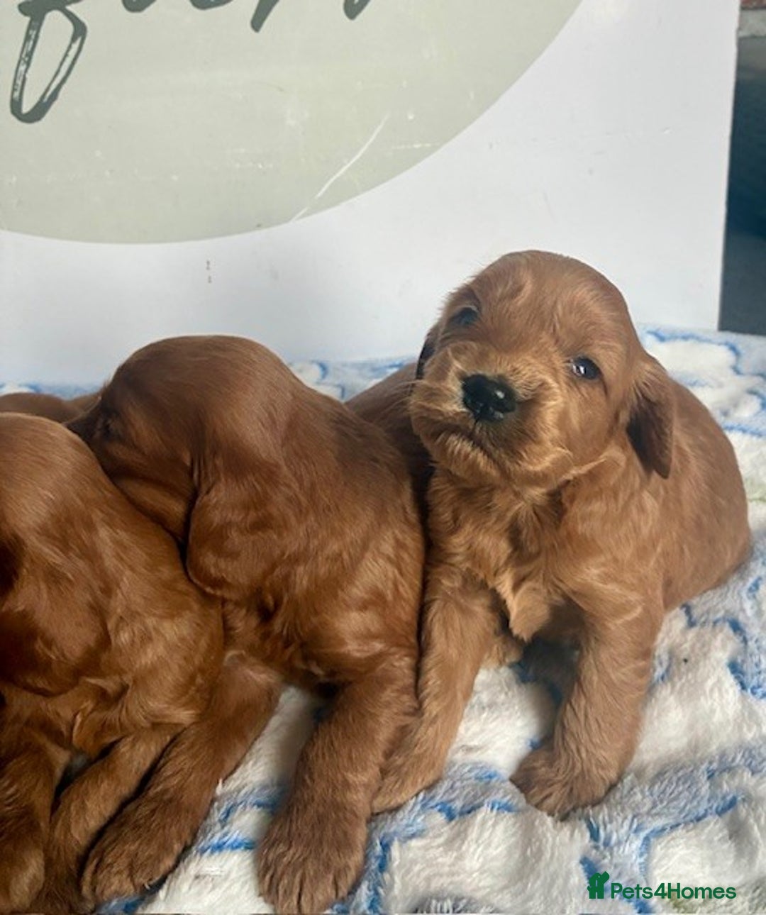 Cockapoo dogs for sale: 🌟 Quality F1 Cockapoo puppies 🌟 - Image 6