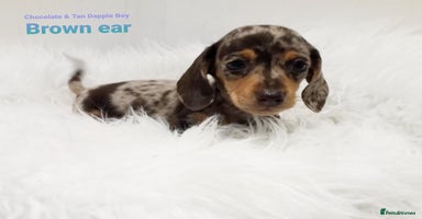 Miniature Dachshund dogs - Advert 9