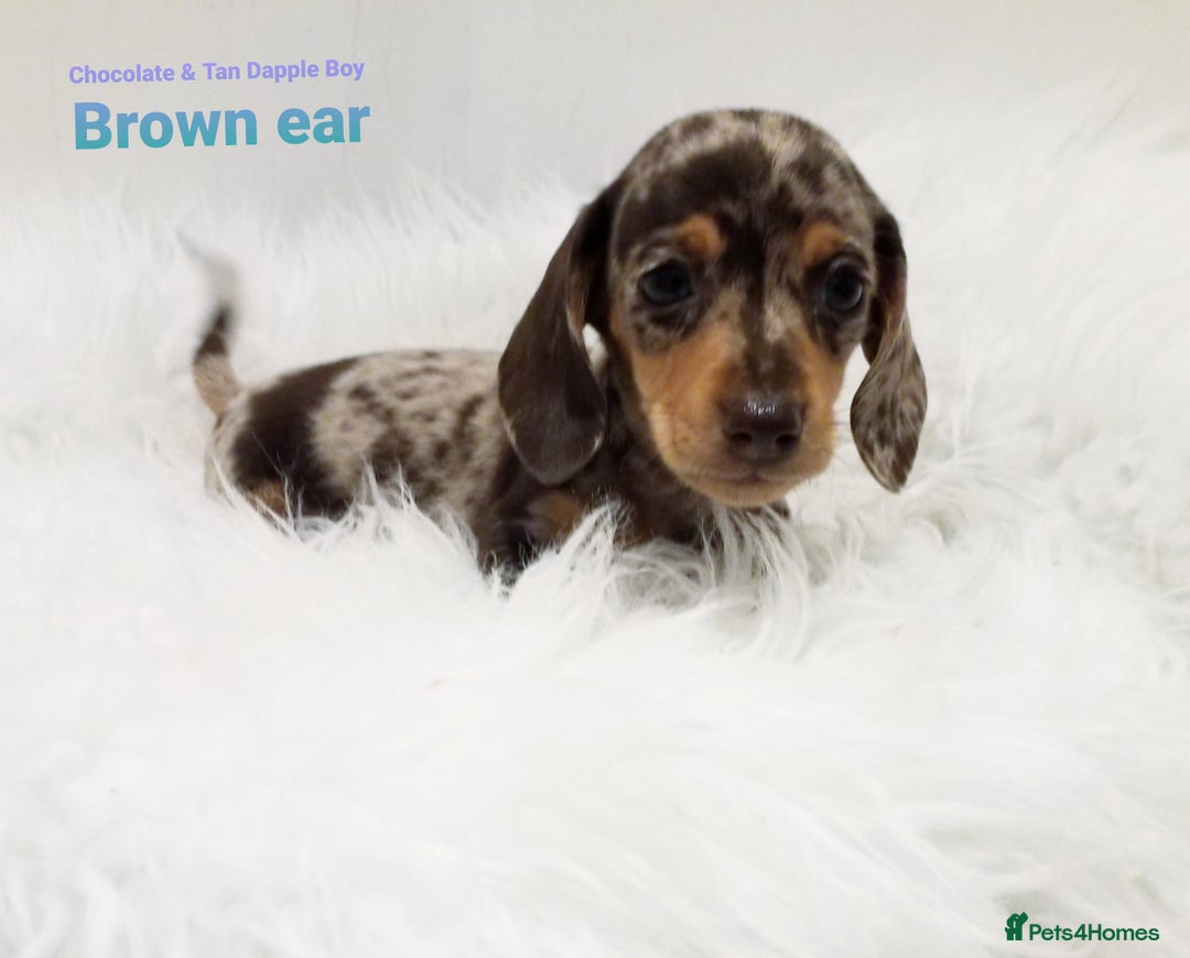 Miniature Dachshund dogs for sale: STUNNING KC DAPPLES. 5* breeder - Image 2