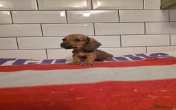 Miniature Dachshund dogs for sale: Full of champions!!! pra clear mini dachshunds in South Shields - Image 6