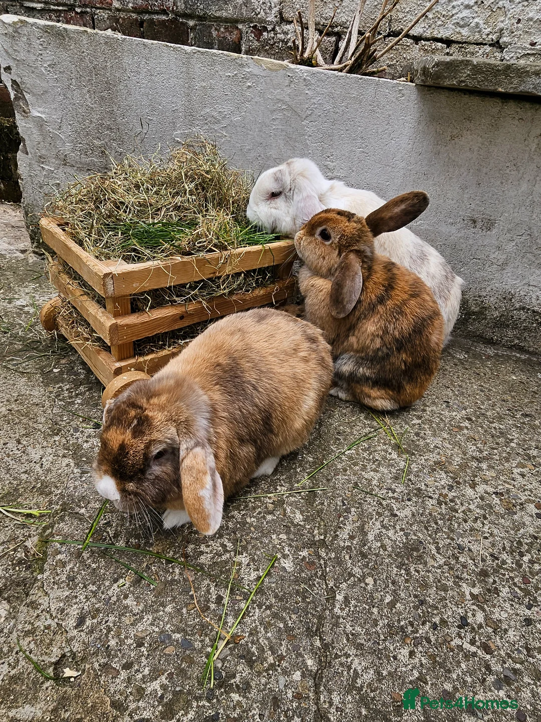 Mini Lop rabbits for sale: 2 males 1 female mini lops in Scarborough - Advert 2