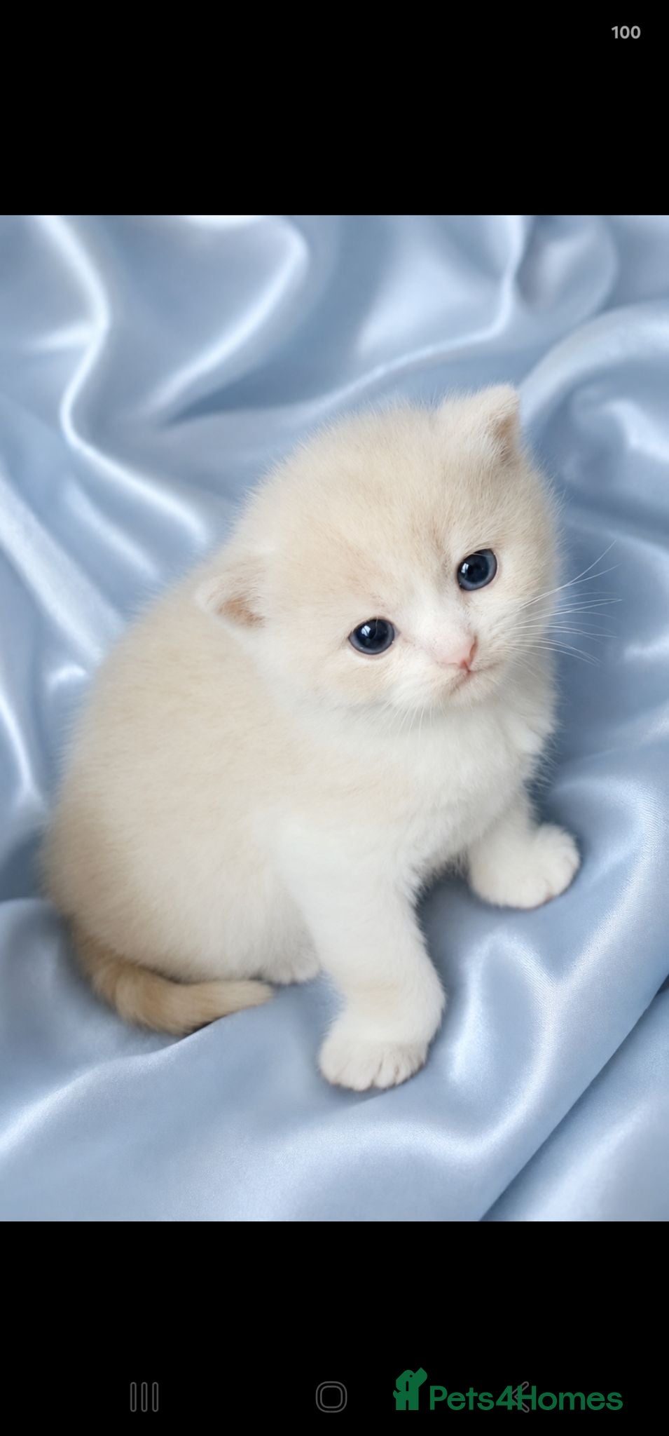 British Shorthair cats GCCF/TICA registered beautiful litter - Advert 1