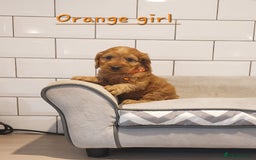 Cockapoo dogs for sale: F1 Cockapoo puppies - Advert 10