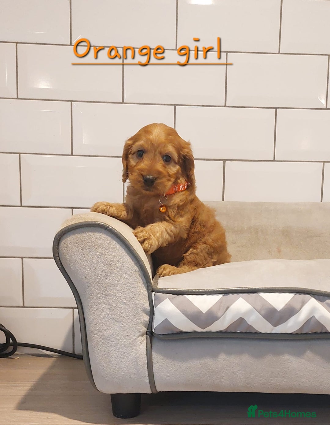 Cockapoo dogs for sale: F1 Cockapoo puppies - Advert 10