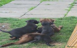 Mixed Breed dogs for sale:  Whippet × Patterdale Dog Pups - Image 20