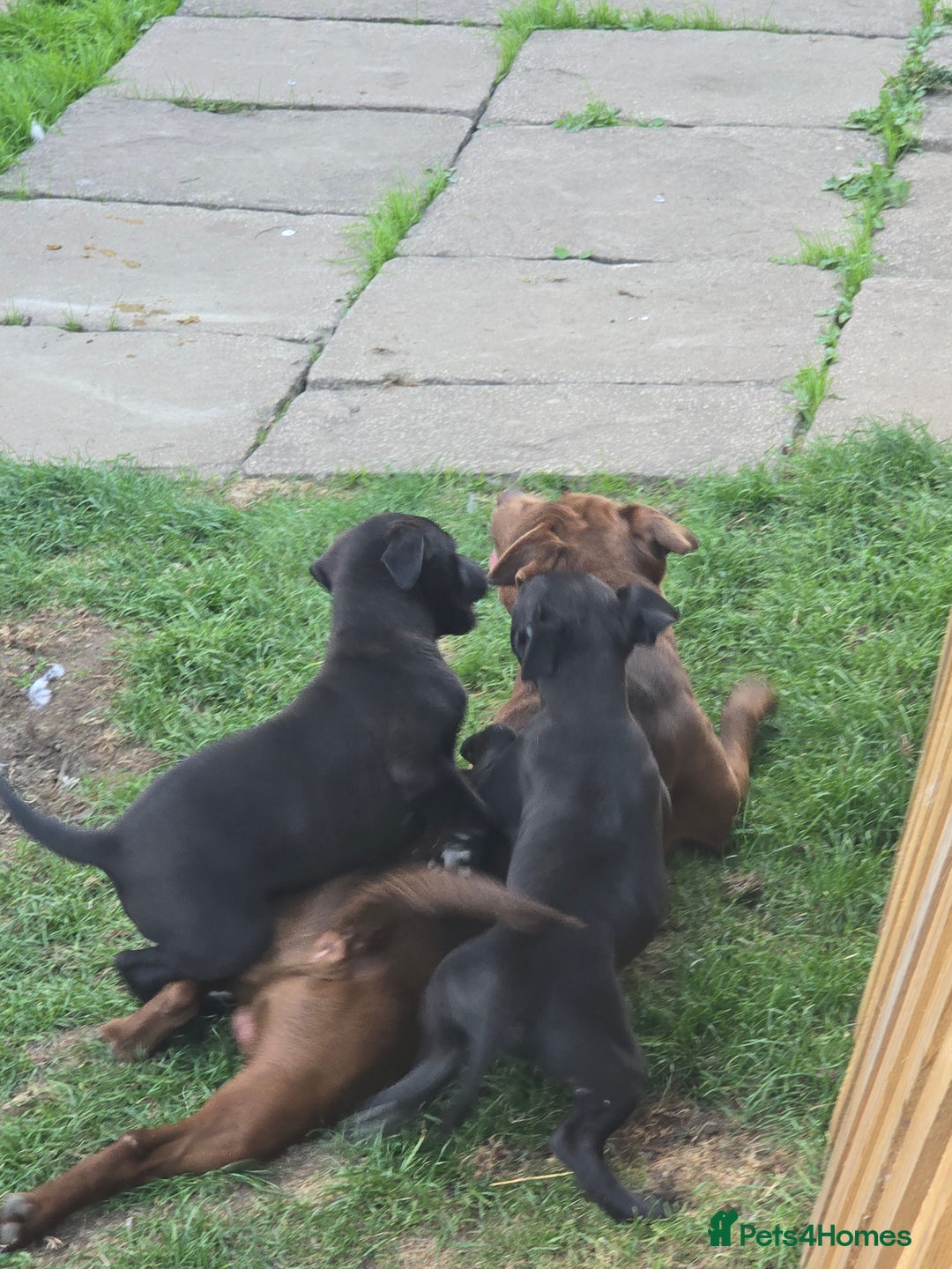 Mixed Breed dogs for sale:  Whippet × Patterdale Dog Pups - Image 20