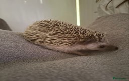 Pygmy Hedgehog rodents for sale: Prickles Pygmy Hedgehog  - Image 5