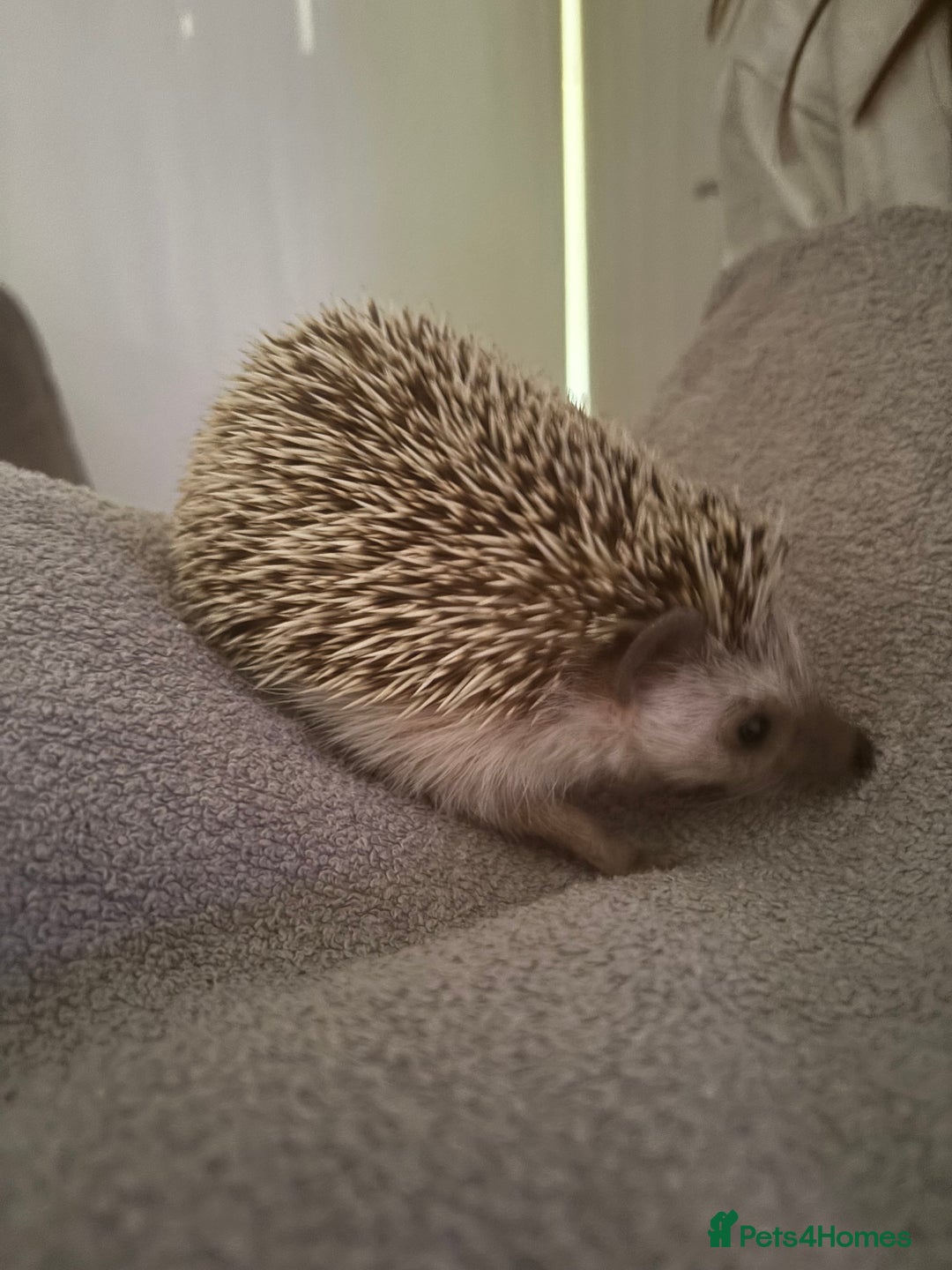 Pygmy Hedgehog rodents for sale: Prickles Pygmy Hedgehog  - Image 5
