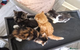 British Longhair cats for sale: Beautiful Fluffy kittens 3 Male 1 Female  - Image 12